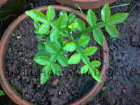 Feronia limonia